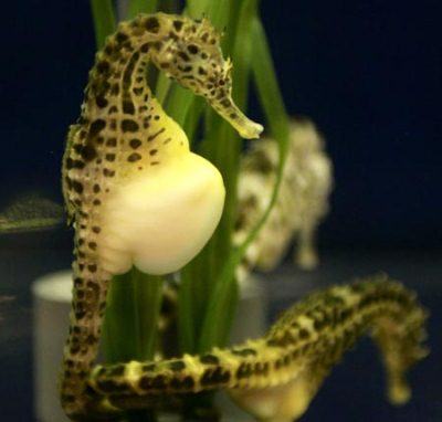 Cá Ngựa Indonesia