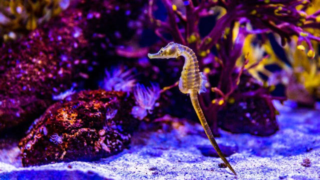 Cá ngựa là loài động vật có xương sống duy nhất được khoa học biết đến có biểu hiện “mang thai đực”.