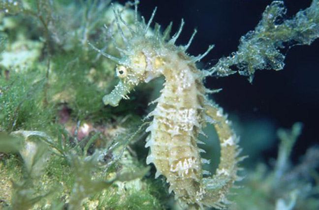 Đặc điểm của cá Ngựa gai