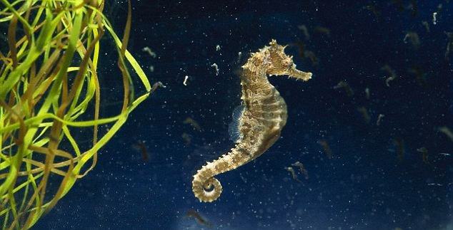 Đặc điểm môi trường sống của cá Ngựa