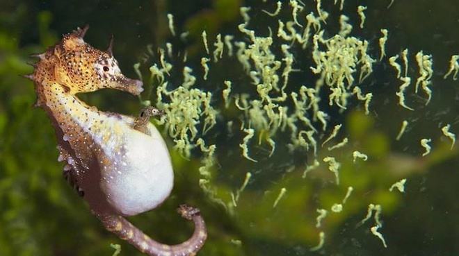 Đặc điểm sinh sản của cá Ngựa