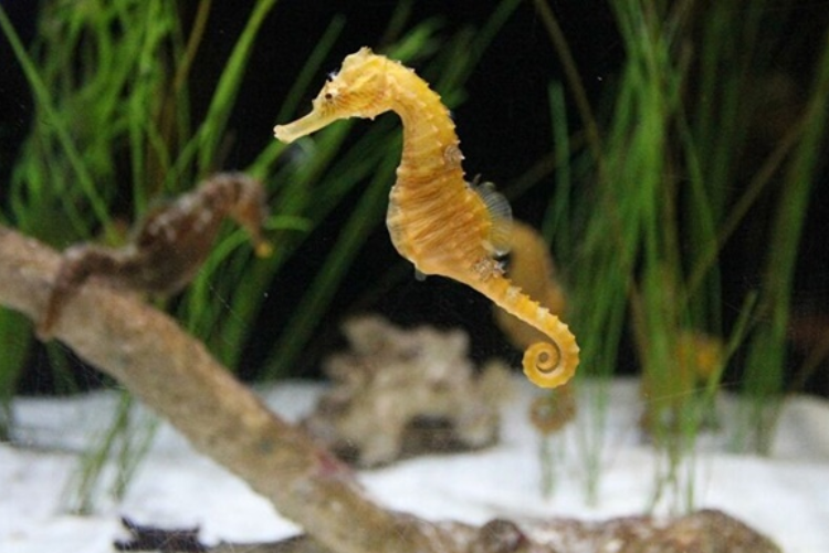 Cá ngựa có phải là cá không